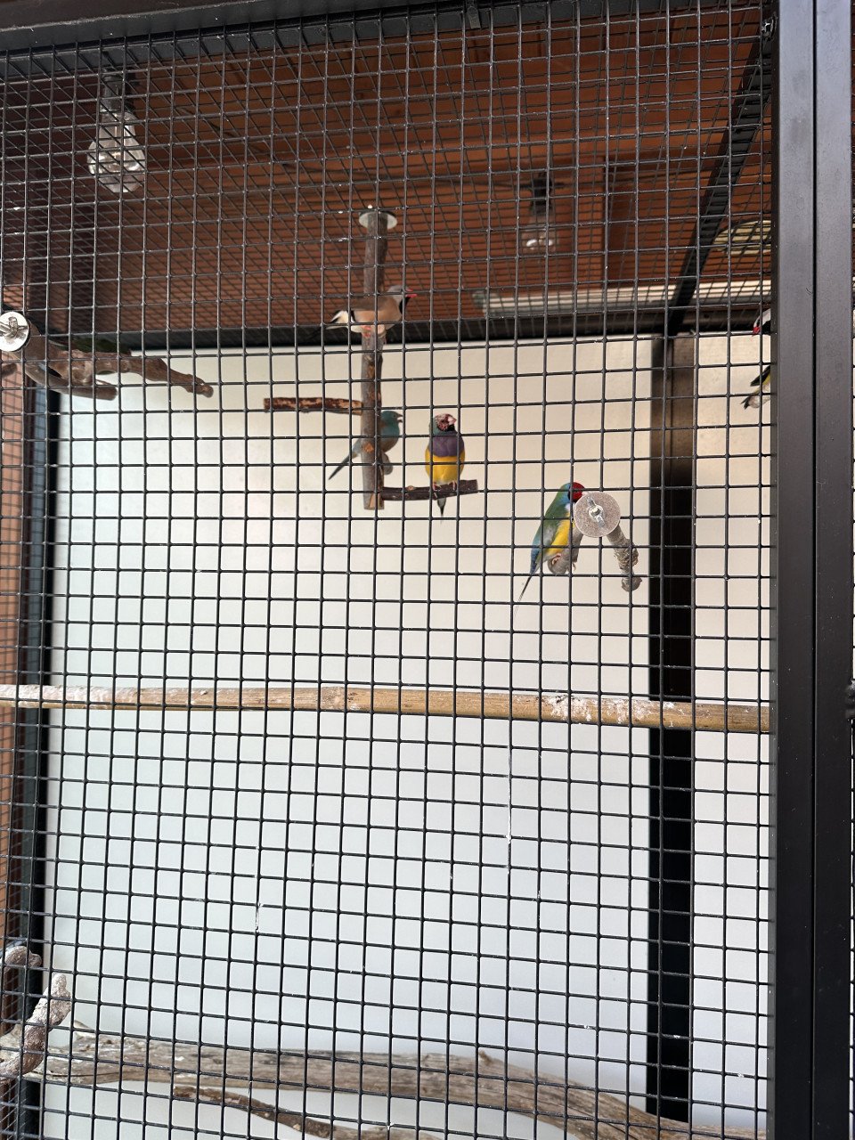 Vogels