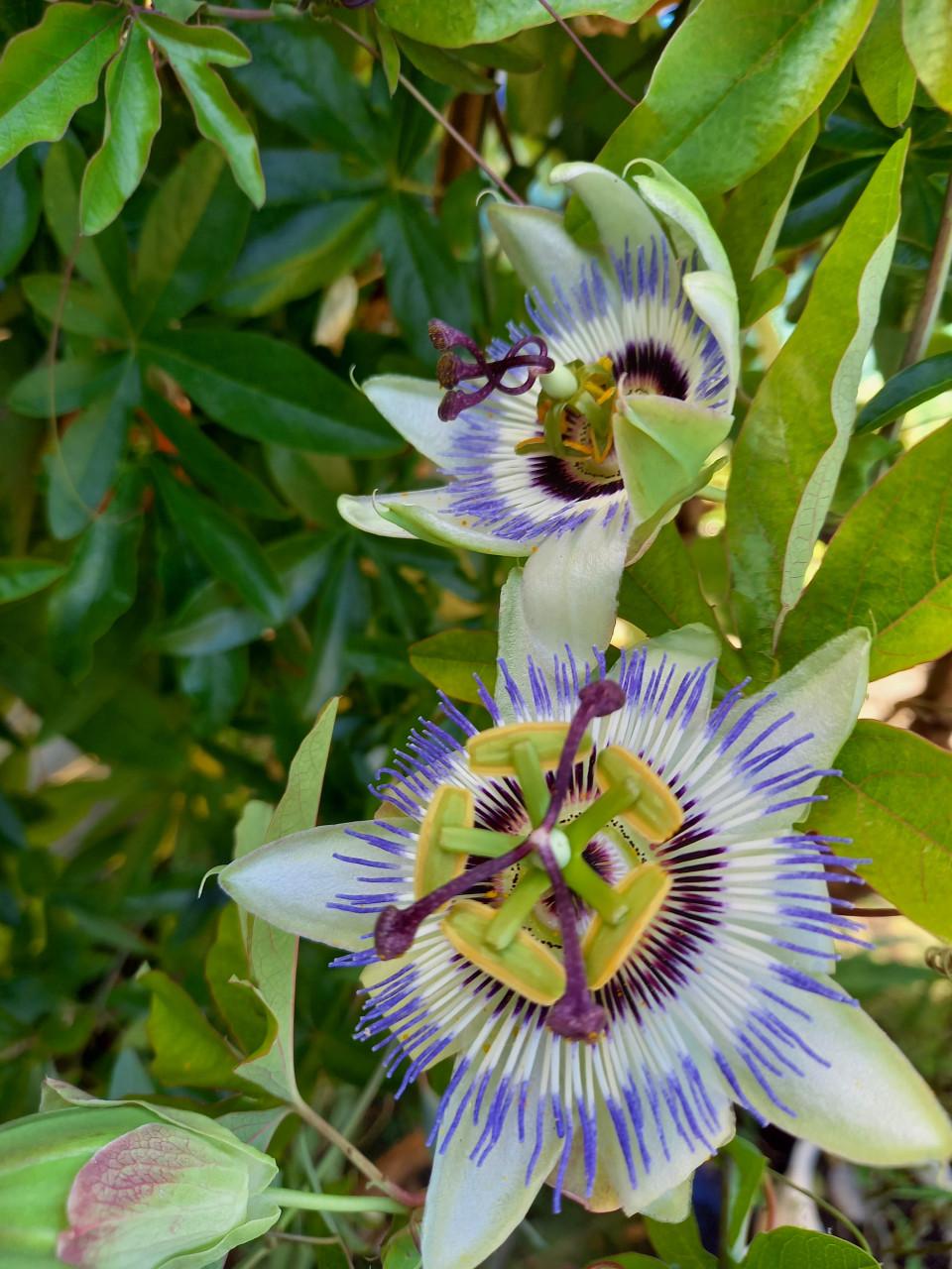Passieflora