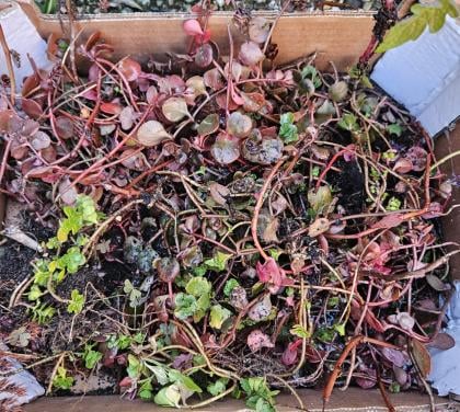 Vet plantjes