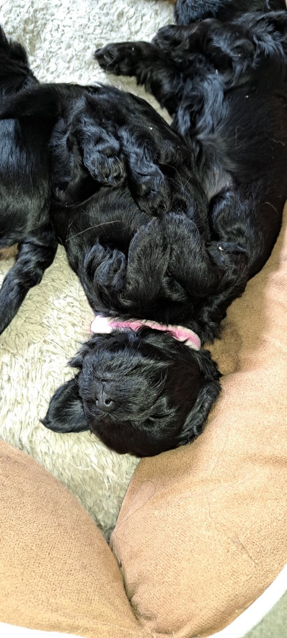Boomer pups