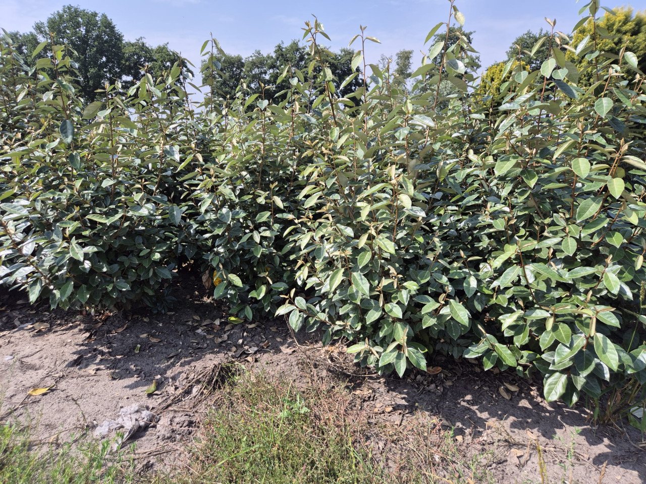 Olijfwilg haagplanten in alle soorten en maten