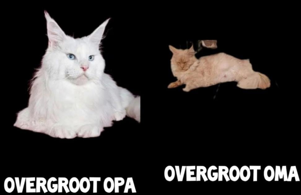 Prachtige blauw oog polydactyl dekkater