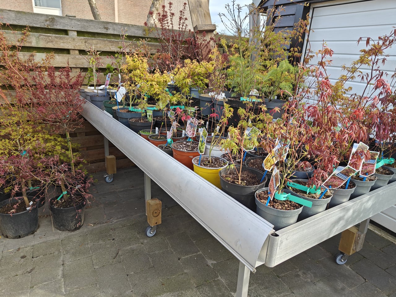 Verschillende soorten Japanse esdoorns Acer palmatum