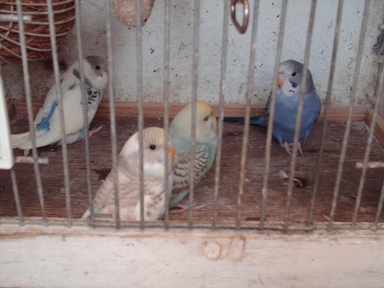 Te koop : 4 Jonge grasparkieten.