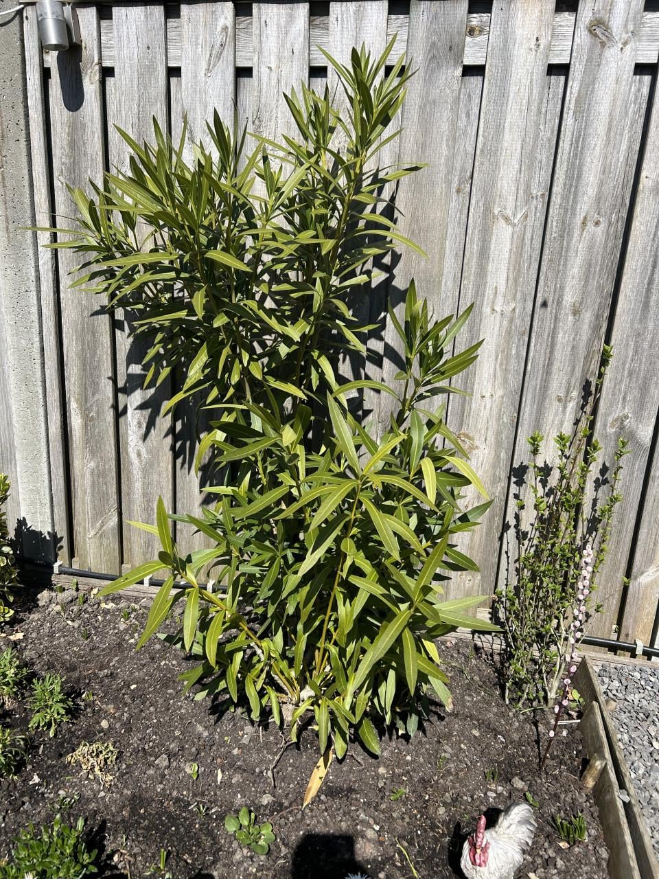 Oleander gratis op te halen