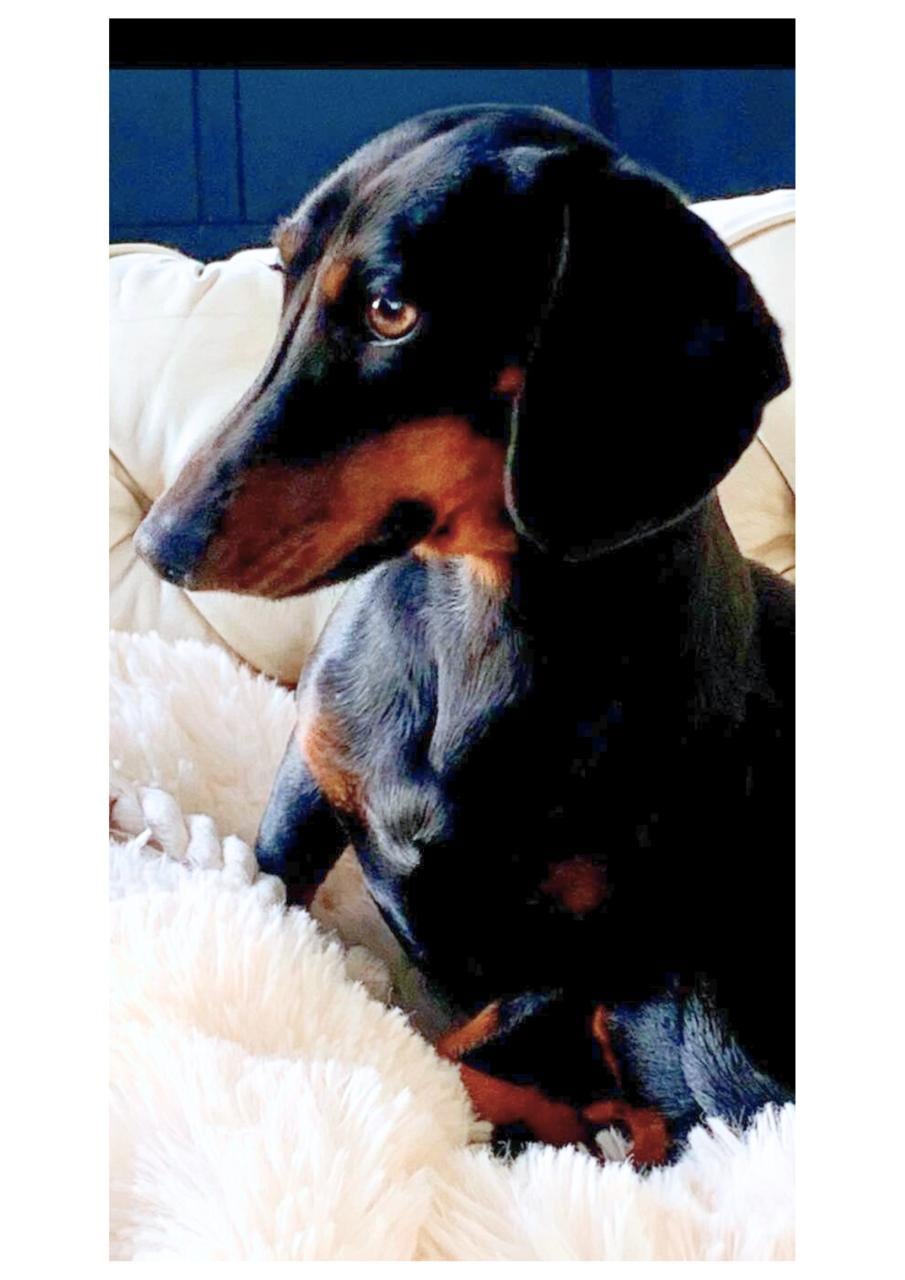 Portret van je hond - vanaf 75 euro