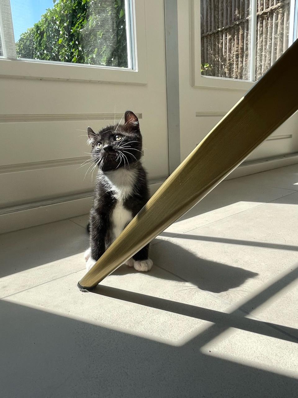 Kittens