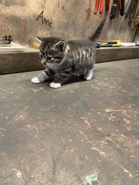 2 leuke speelse kittens