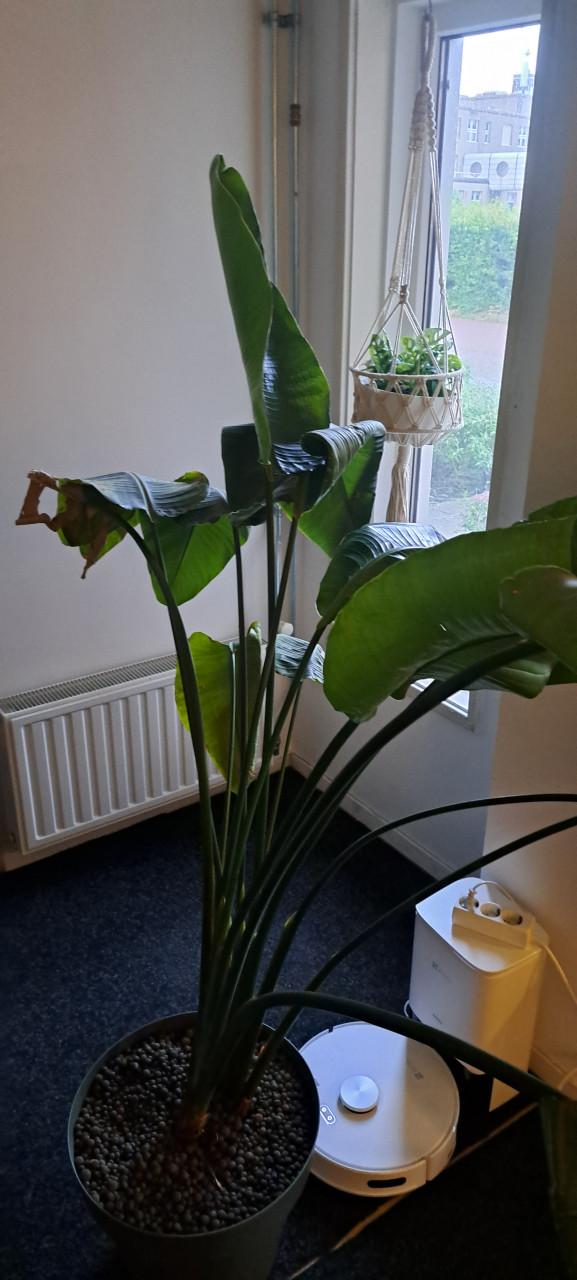 Plant