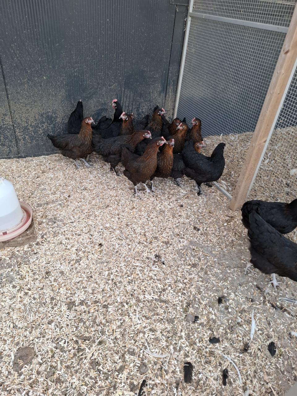 Marans hennen
