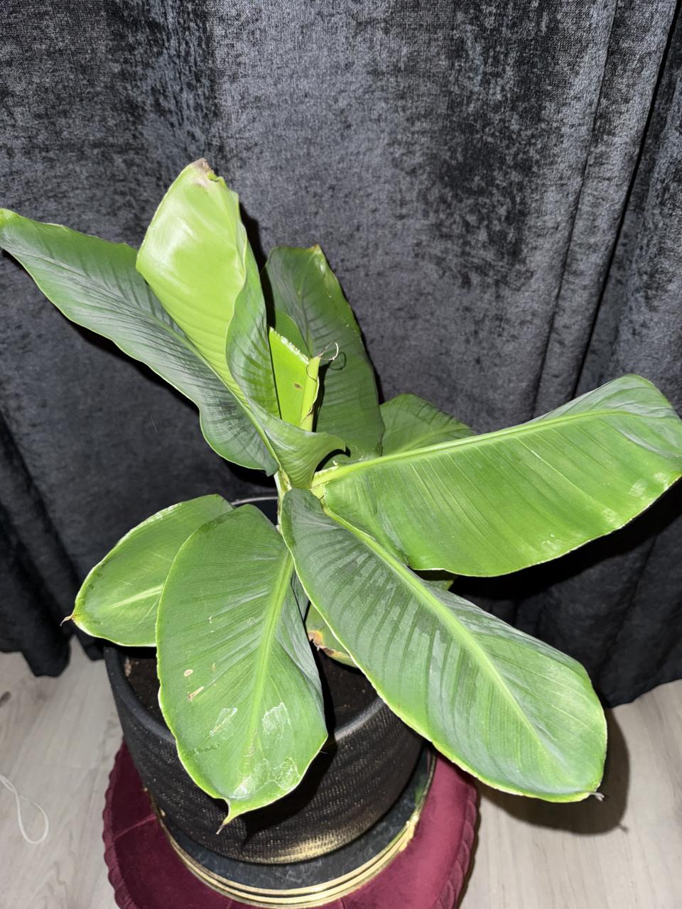 Bananenplant incl. Mooie pot