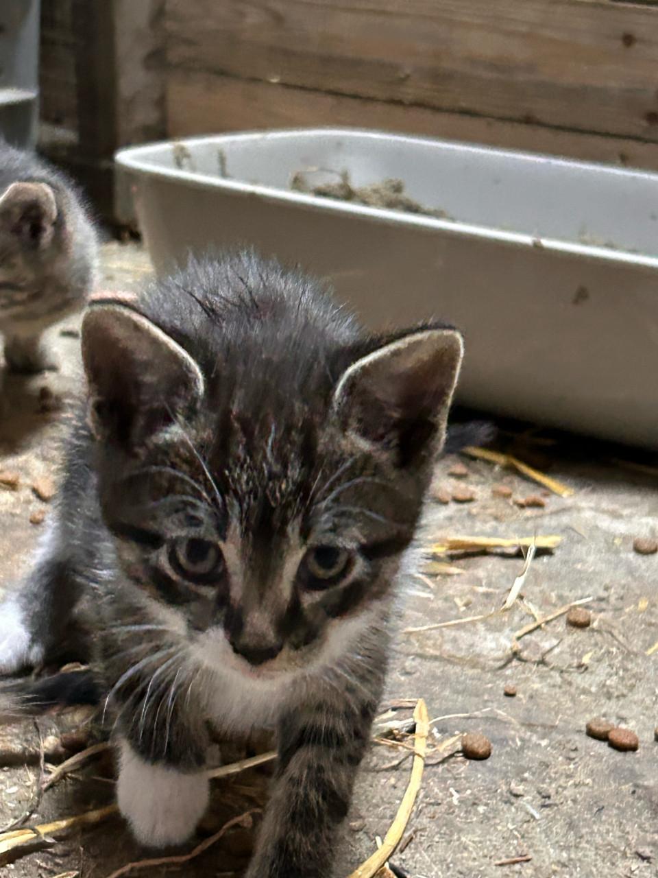 Leuke lieve kittens