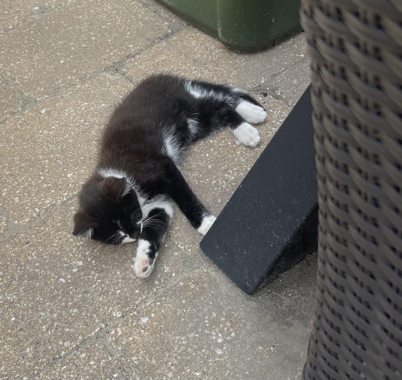 Kitten