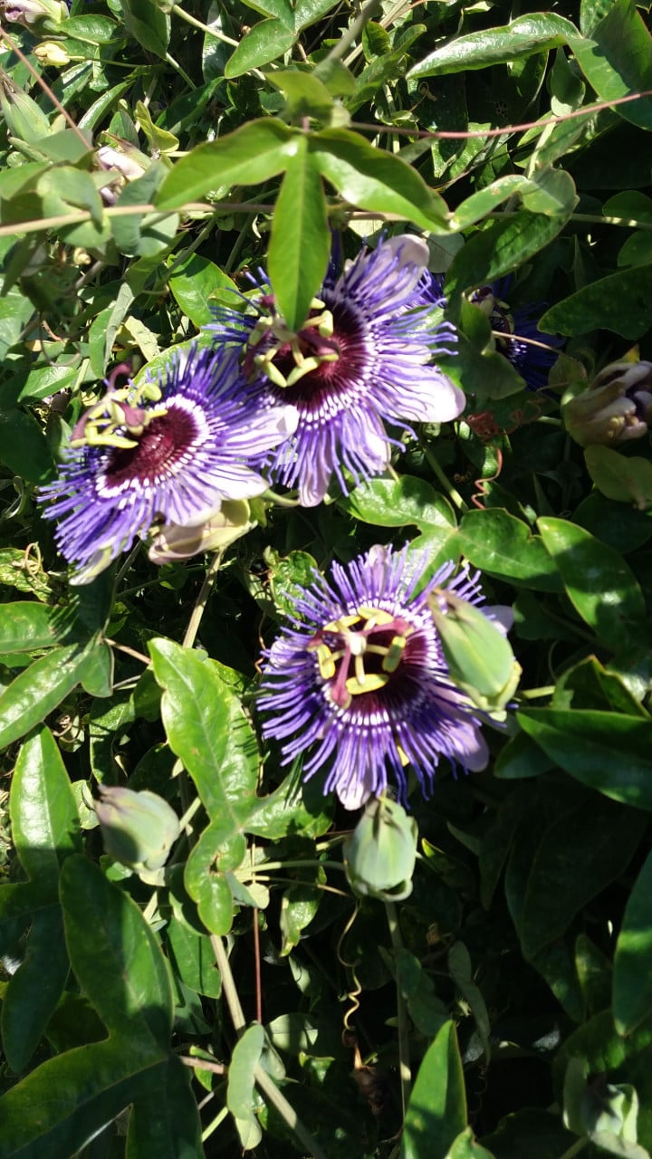 VERSCHILLENDE TUINPLANTEN