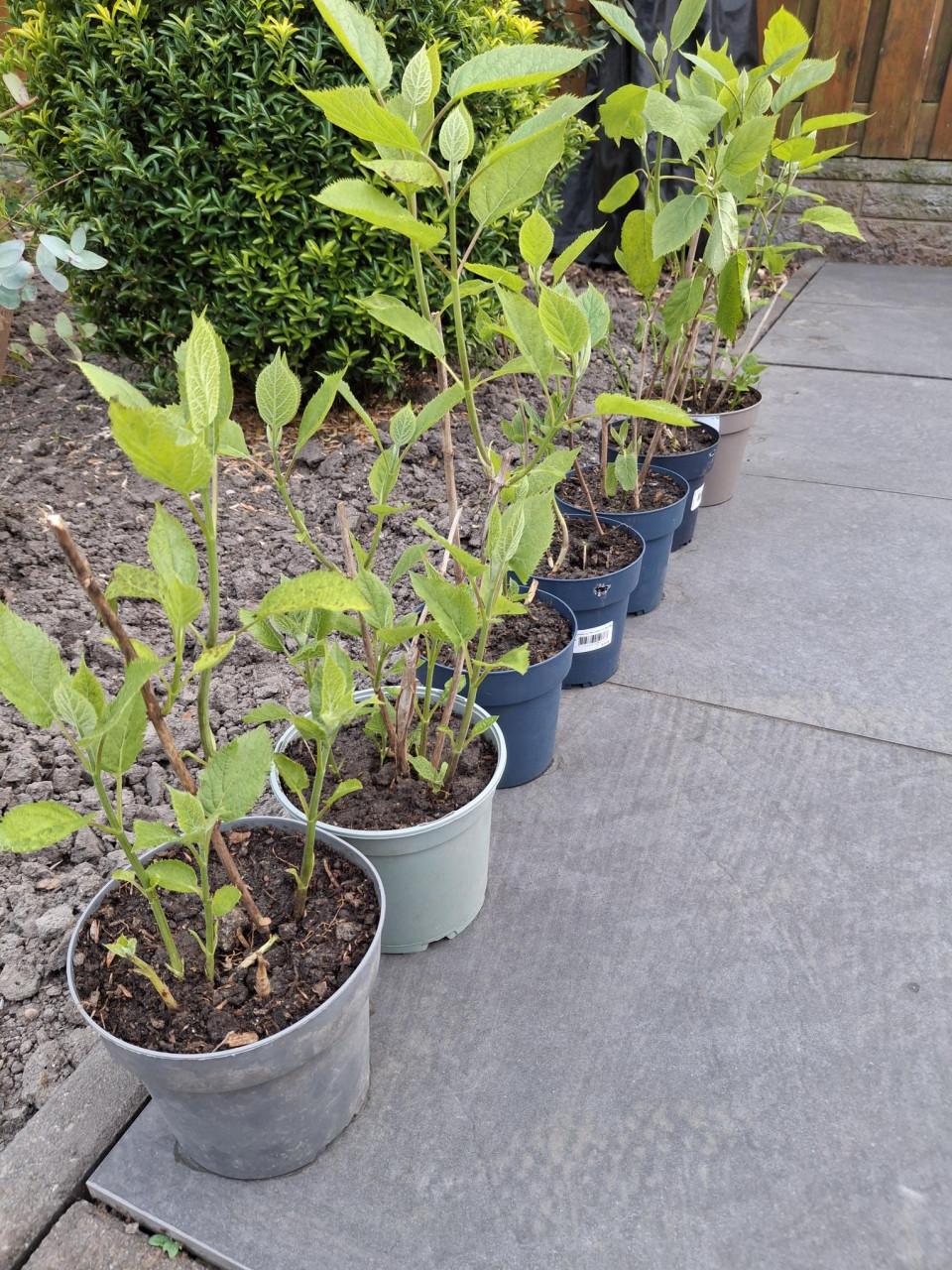 Annabelplant