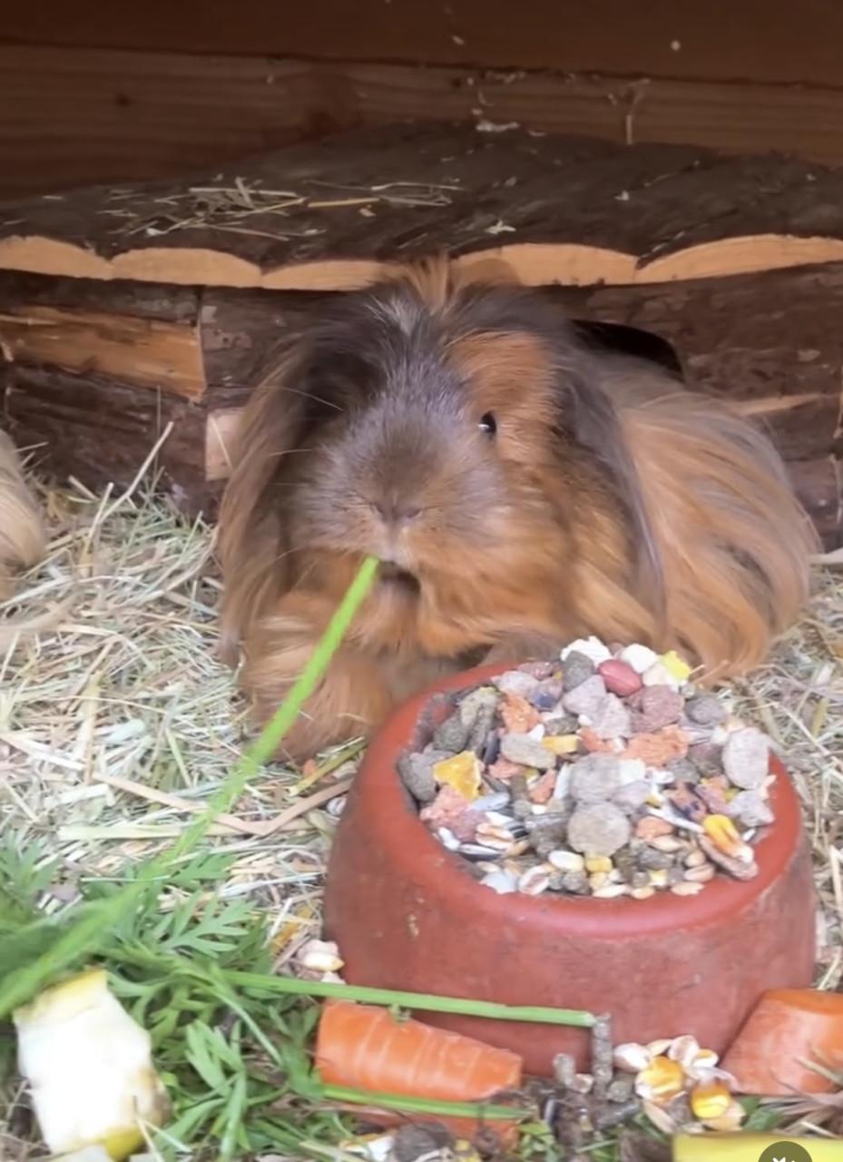 Liefdevol kleinschalig cavia pension
