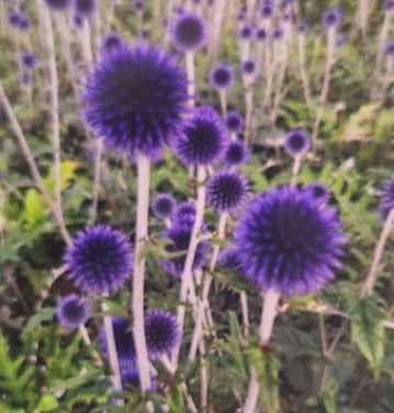 Kogel distel