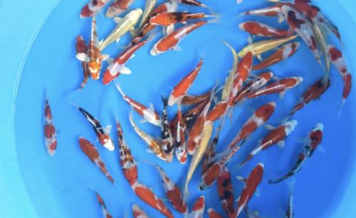 Veel koi: o.a. Tosai mix 14-16cm. Vanaf 20st.Thuis geleverd!