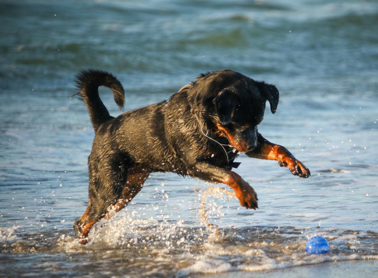 Dieren fotoshoot