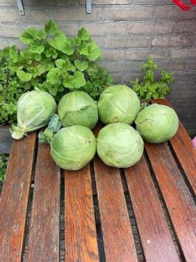 Biologische witte kool