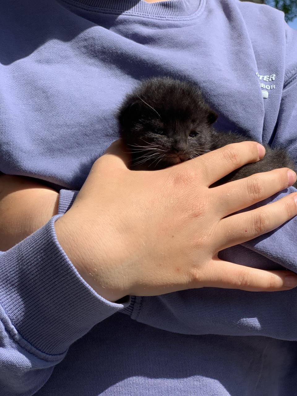 Kittens te koop ( gereserveerd)