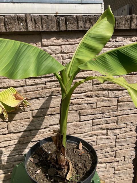Bananenplant