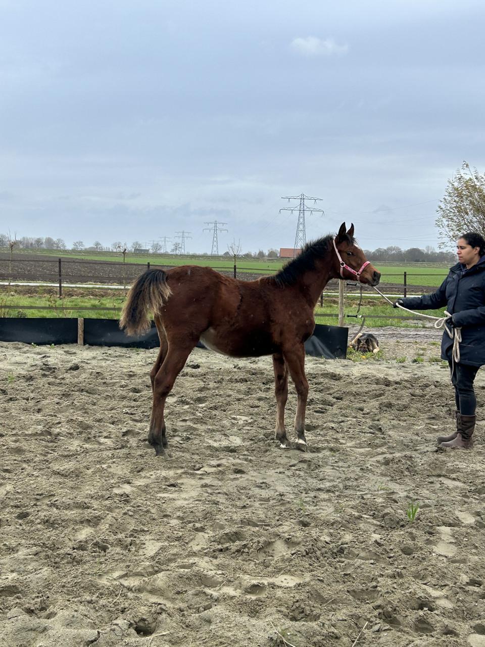 #Equi Pride# gedrag, grondwerk, rijden, Naturel Horsemanship, etc.