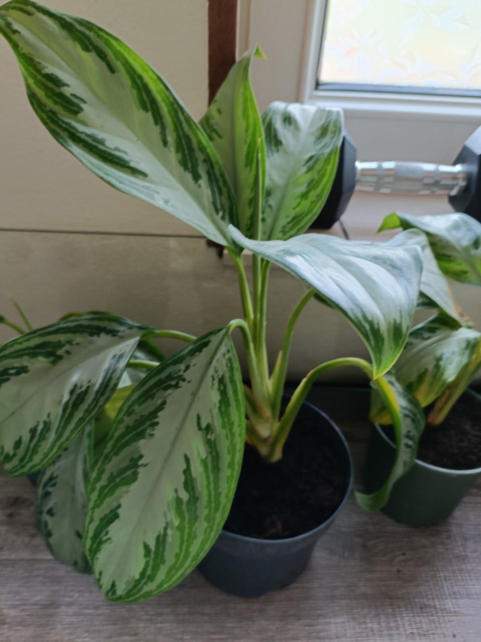 Kamerplant Aglaonema Silver bay 3x