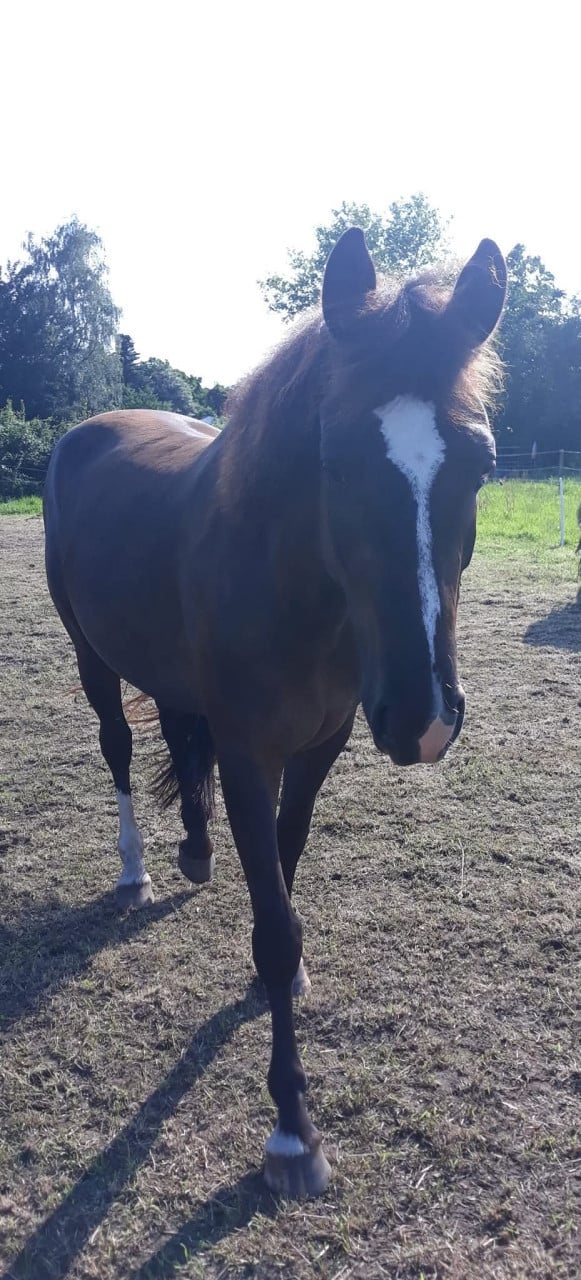 GERESERVEERD mooie en lieve 6jarige merrie