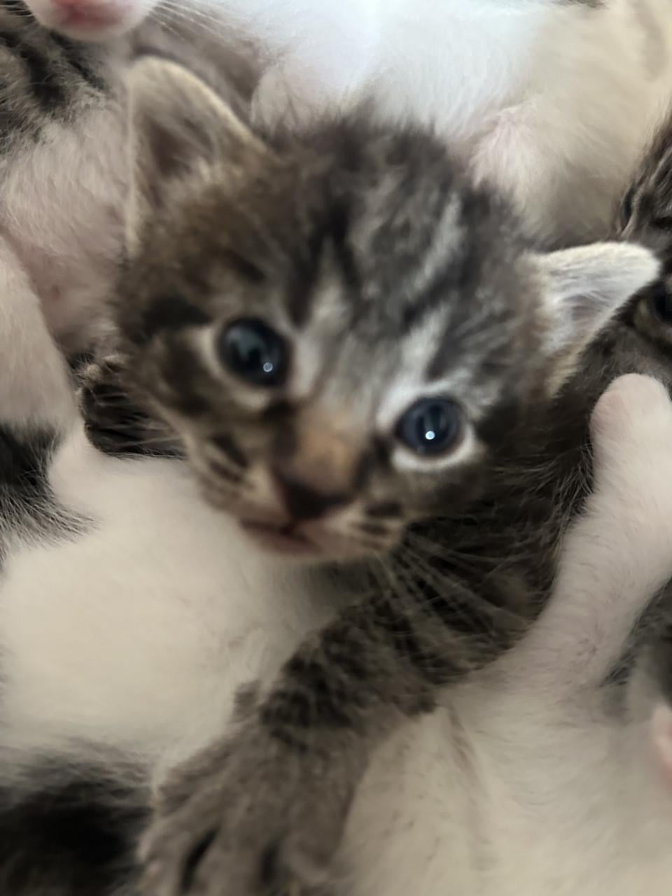 Lieve prachtige kittens 🐈‍⬛🤍😻