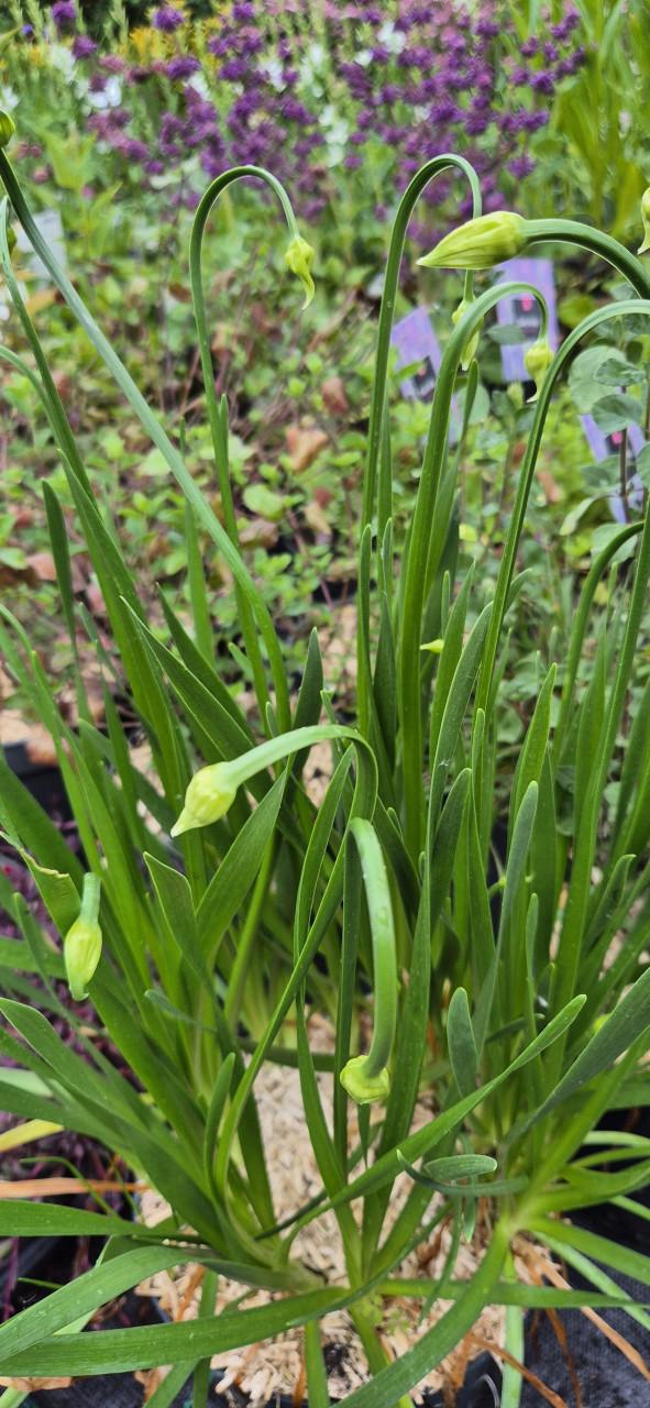 Vaste planten 2 literpot bio