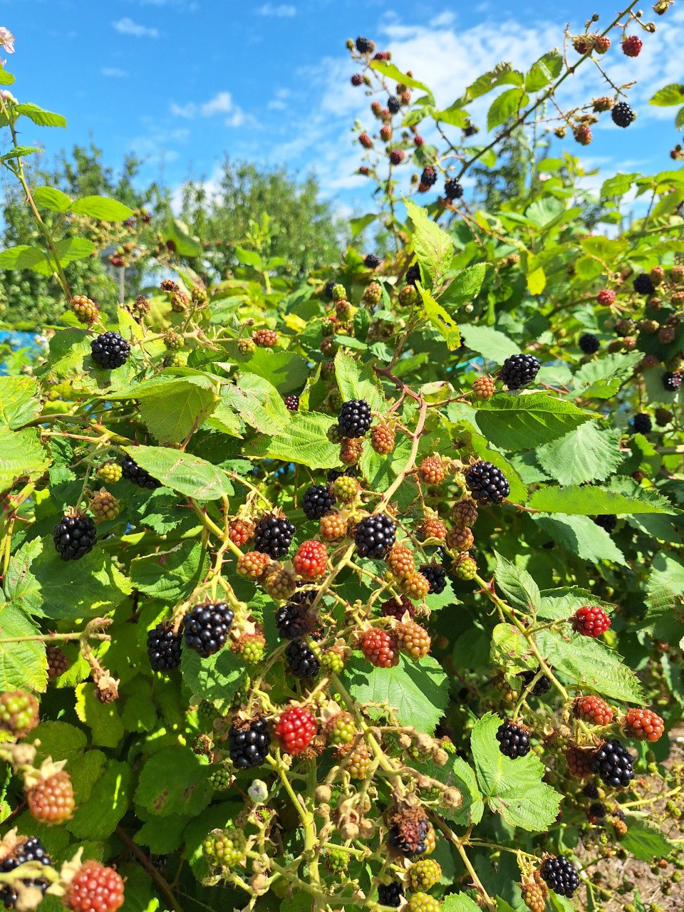 Zomerfruit