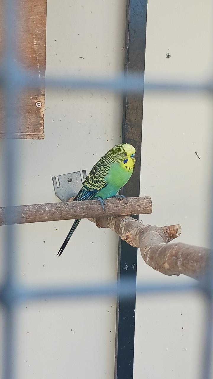 Jonge grasparkiet of koppel grasparkieten