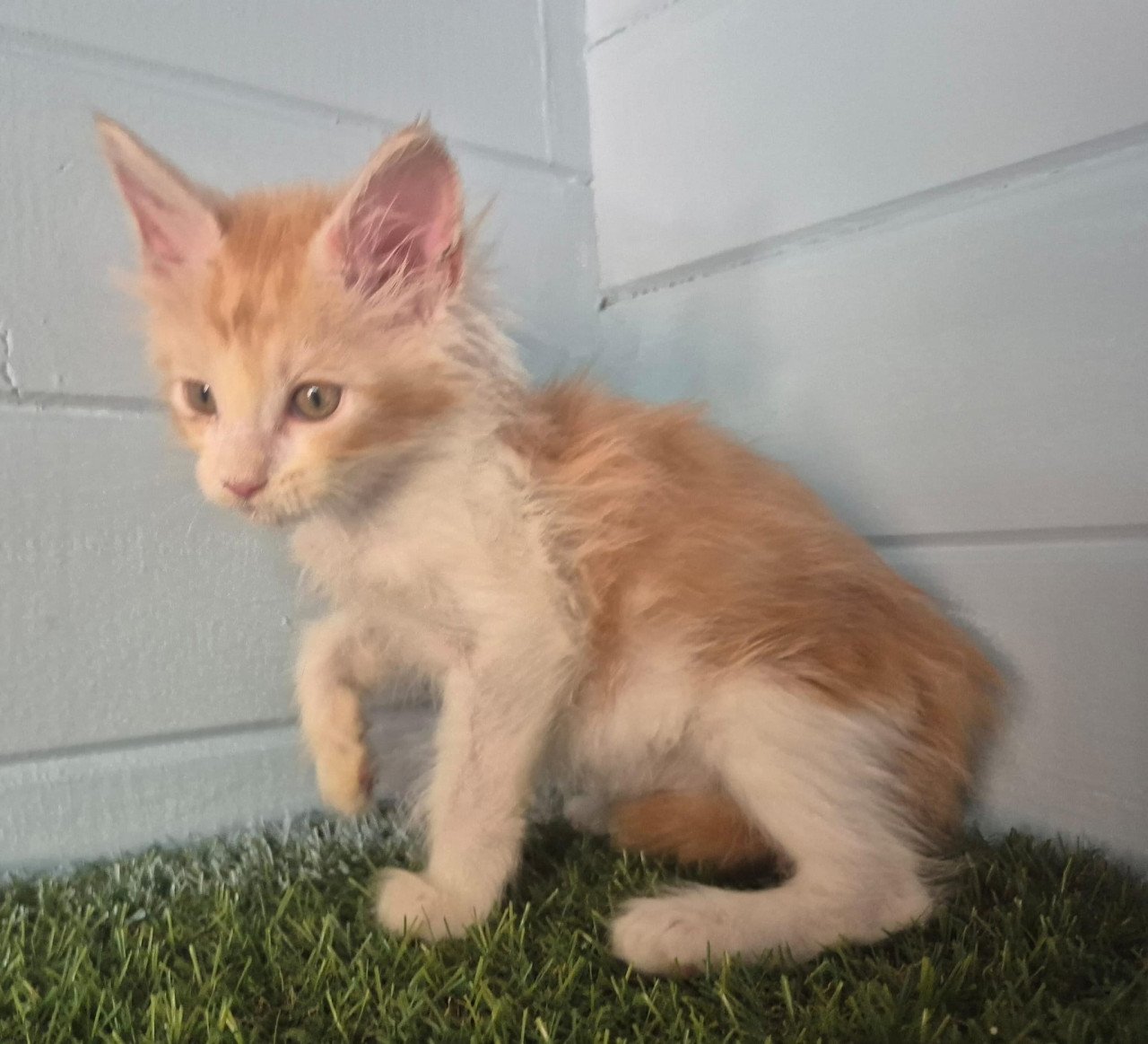 3 rode maine coon katertjes
