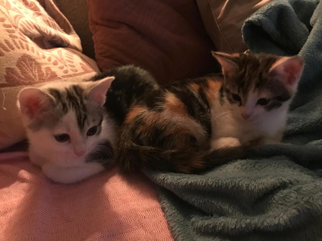 2 kittens poesjes 9 weken