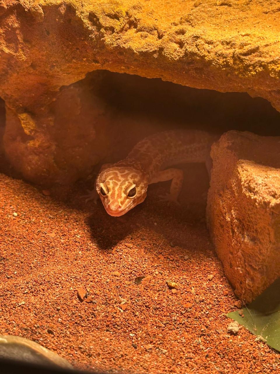 Prachtig terrarium 120x40x50