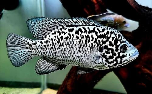 Aquariumvissen Cuba cichlide