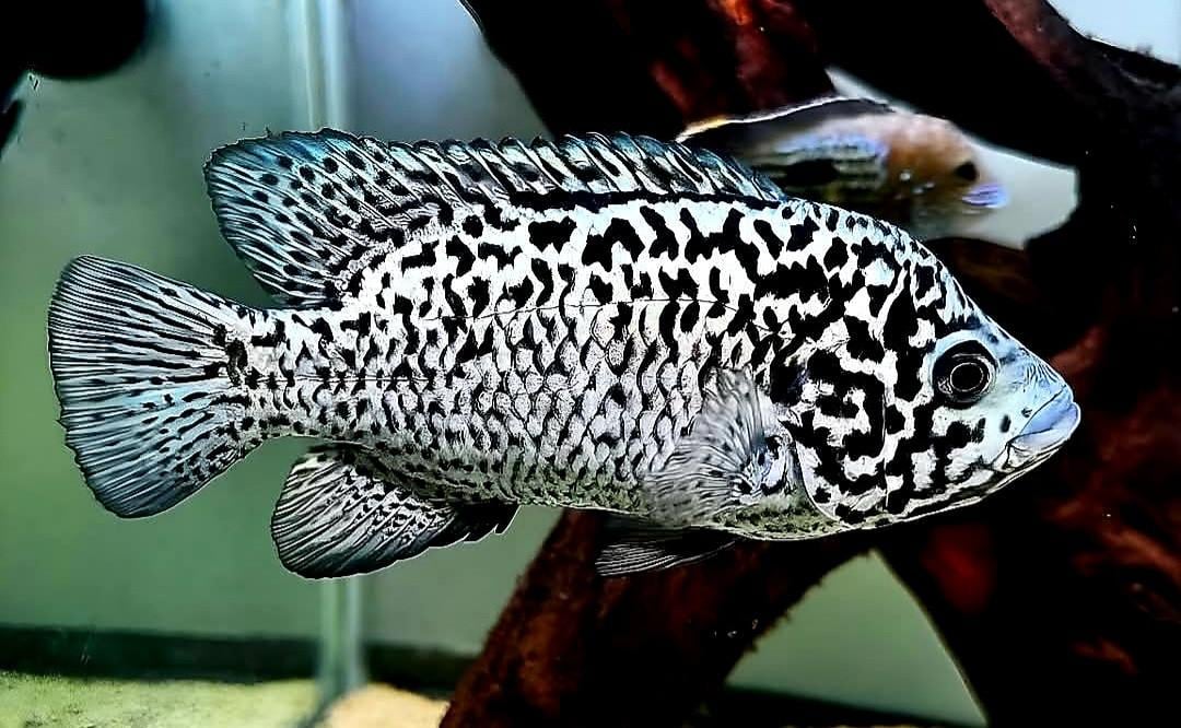 Aquariumvissen Cuba cichlide