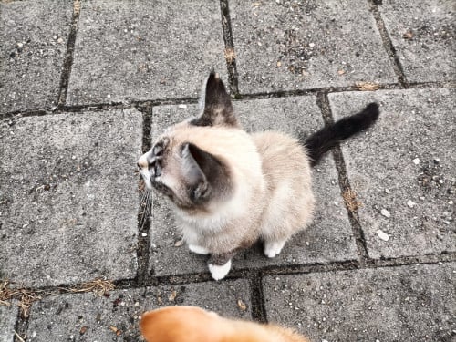 Grijsgetinte kitten