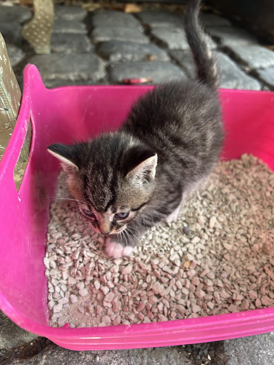 2 prachtige tijgertjes 🐈🐾