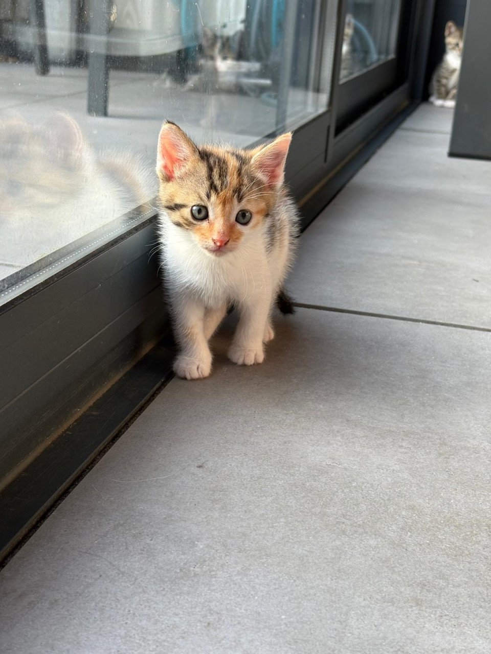 Kittens