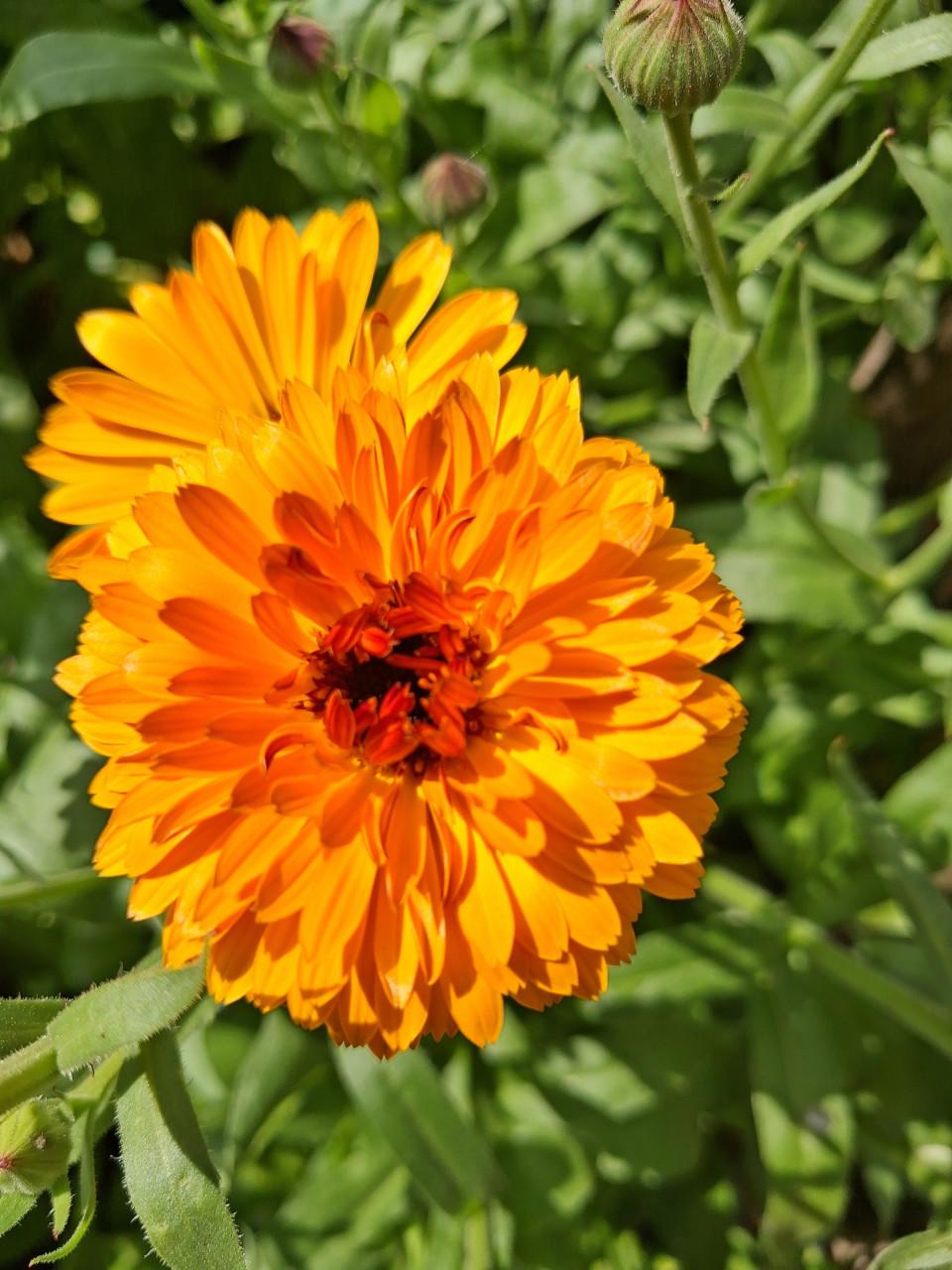 Biologische Bloemen Zaden