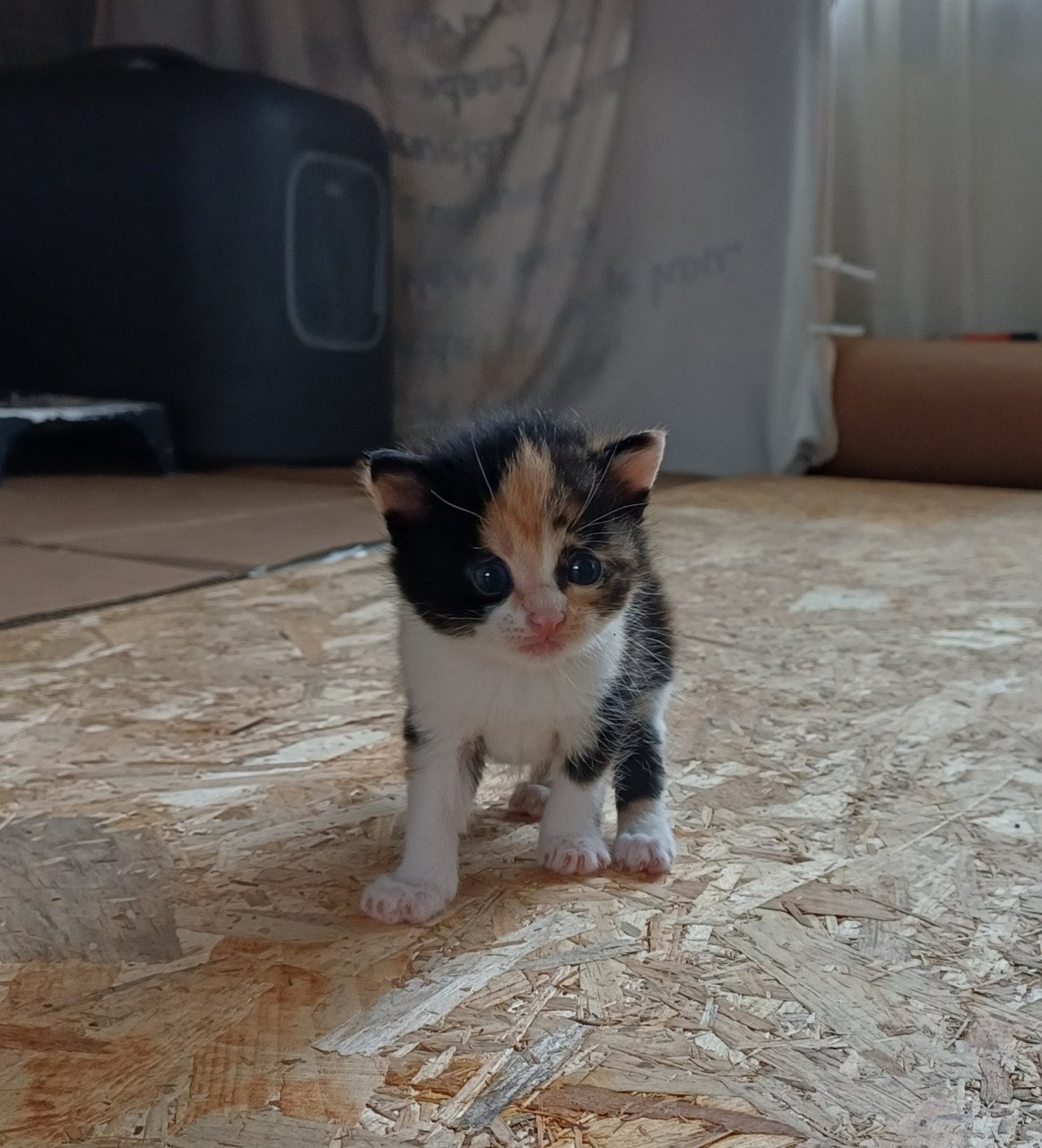 Kittens