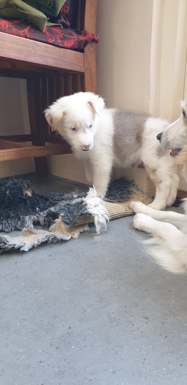 Border Collie
