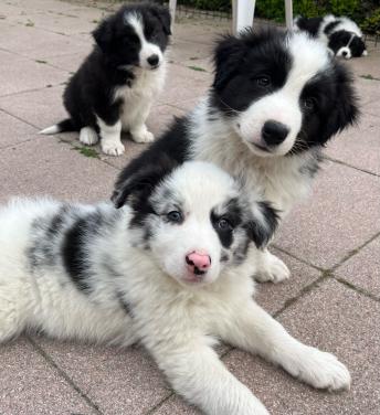 Border collie puppys