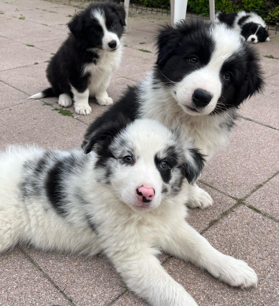 Border collie puppys