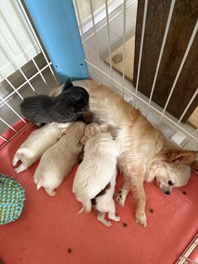Hihuahua puppys