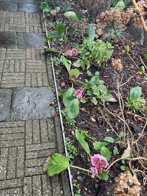 Bergenia Cardifolia  Schoenlappersplant