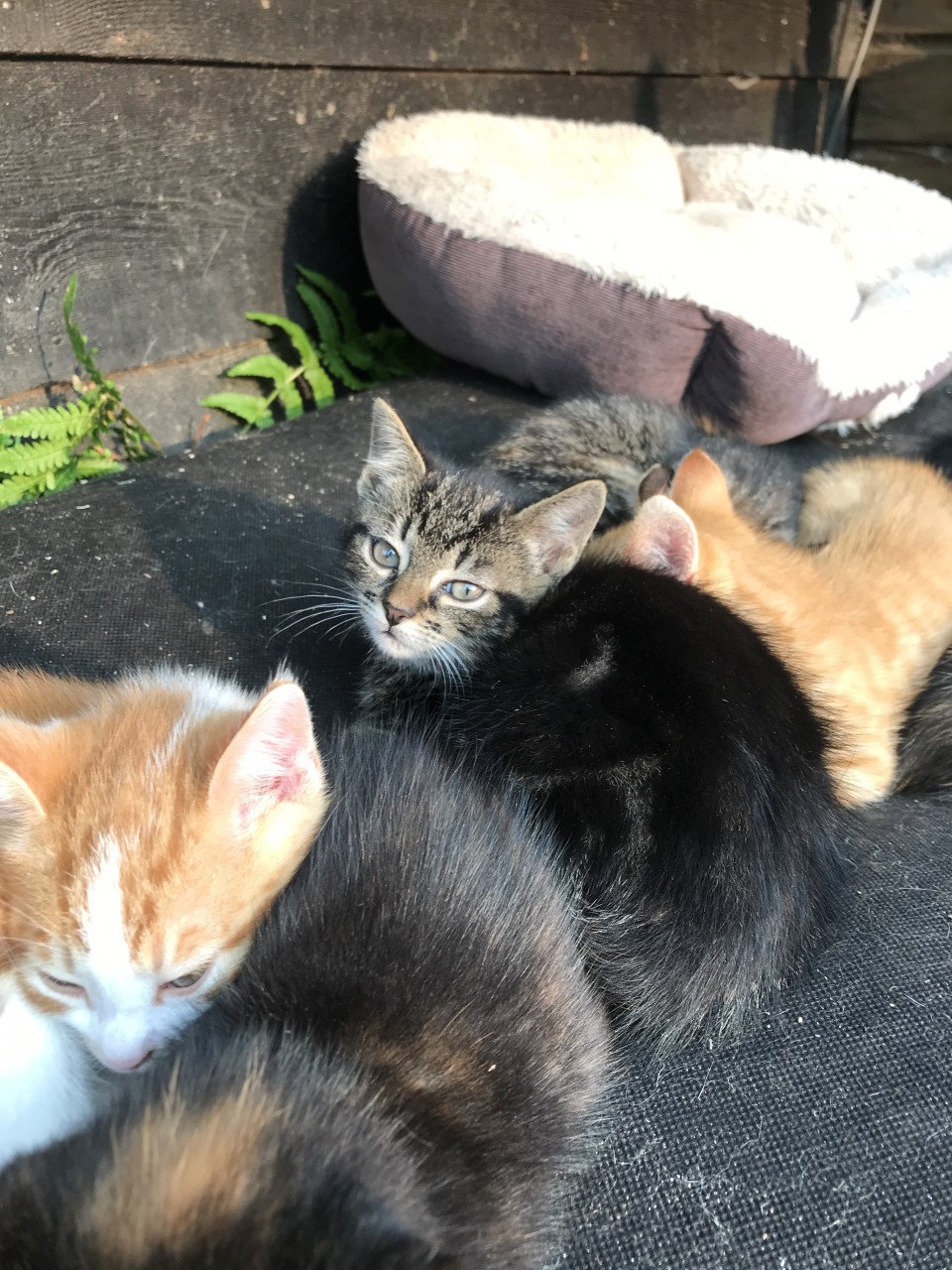 Kittens zoeken gouden mandje!