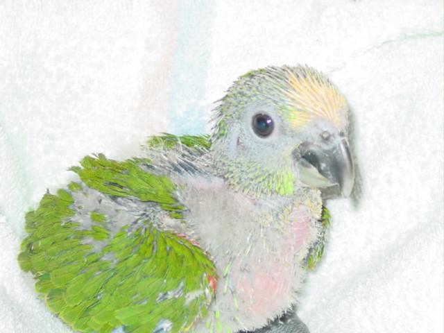 Kweekpapren NG Edelpapegaaien